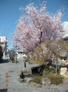 緑町　辰巳の庭　公園　桜