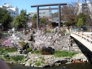松本市　四柱神社　女鳥羽川　神道　鳥居　桜