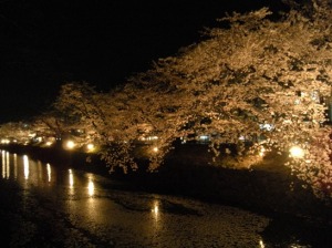 松本市　松本城　夜桜会　桜　お堀