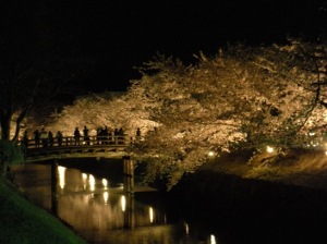 松本市　松本城　夜桜会　桜　お堀