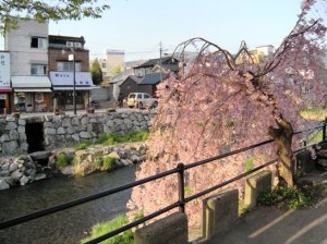 松本市　女鳥羽川　桜　しだれ桜